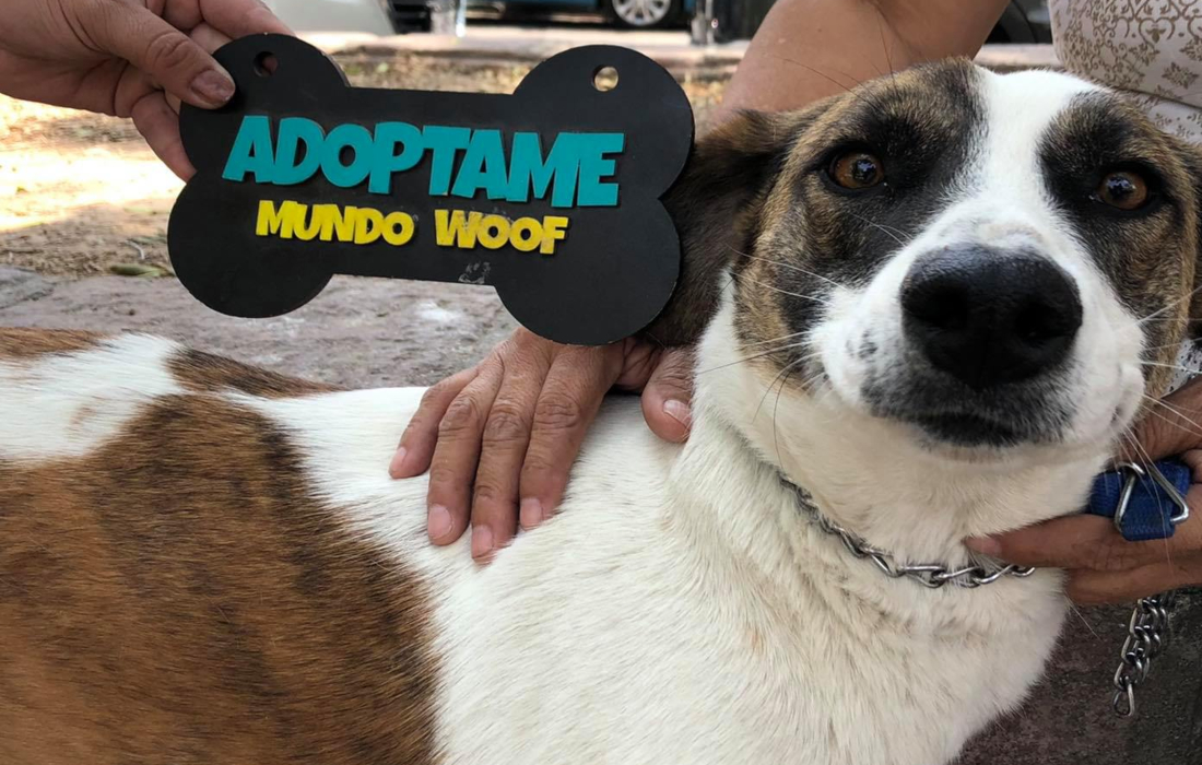 Mundo Woof regresa con campañas de adopción