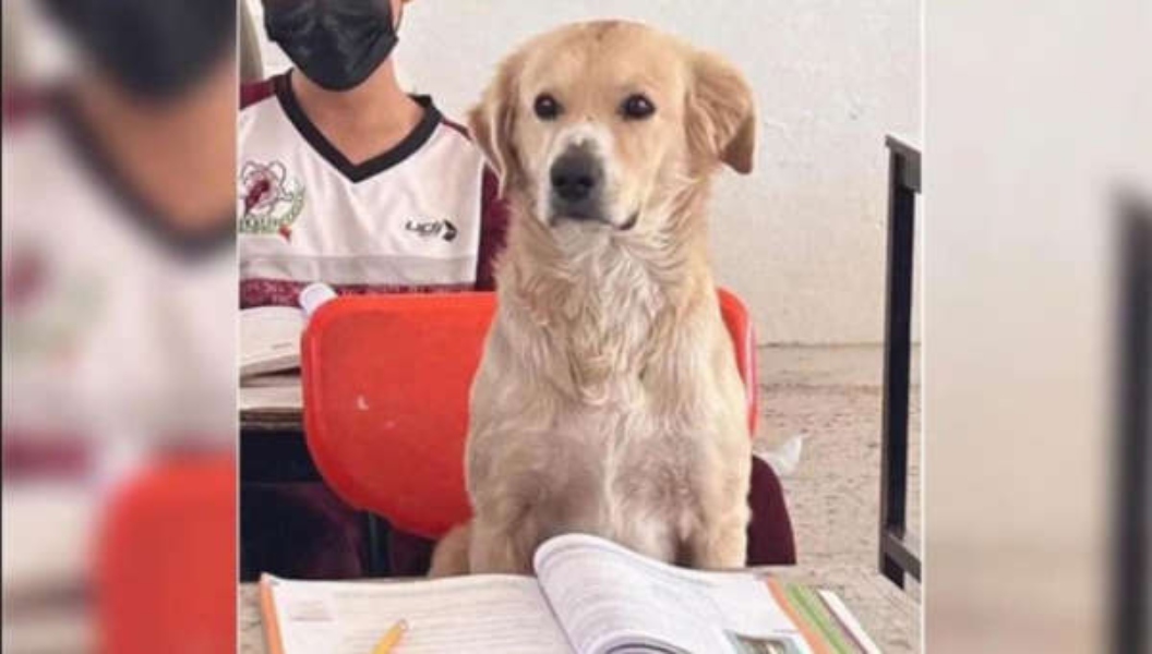 Un perrito se vuelve viral por tomar clases