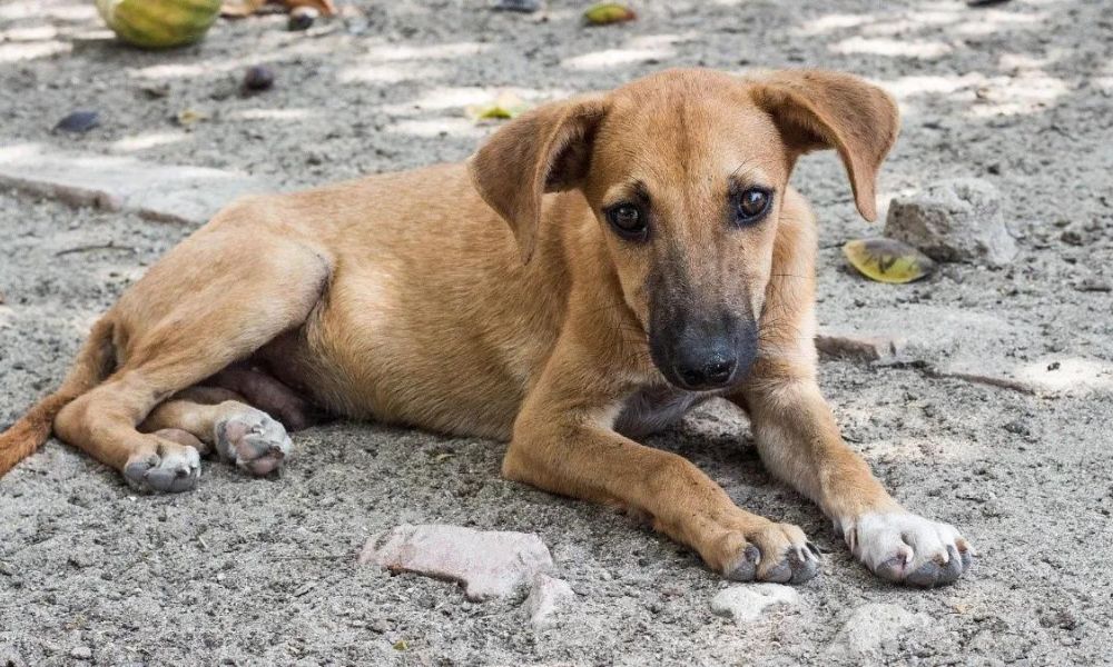 En Hidalgo, se aprueba reforma para penalizar el abandono y maltrato animal